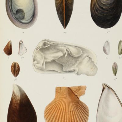 Zoologia del viaggio intorno al globo della R. fregata Magenta durante gli anni 1865-1868. Malacologia (gasteropodi, acefali e brachiopodi).