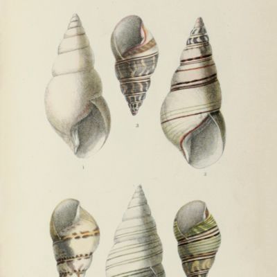 A monograph of the terrestrial Mollusca inhabiting the United States.