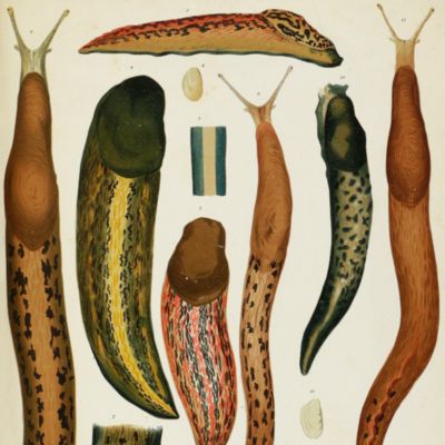 image for Molluschi viventi del Piemonte.
