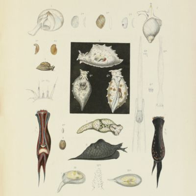 Beiträge zur Meeresfauna der Insel Mauritius und der Seychellen. Mollusken. [Including] Anhang. Anatomie einiger Landschnecken.