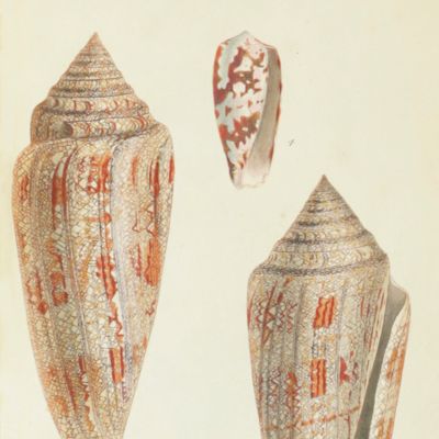 A catalogue of the shells contained in the collection of the late Earl of Tankerville, arranged according to the Lamarckian conchological system; together with an appendix, containing descriptions of many new species.