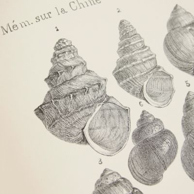 Notes sur les mollusques terrestres de la vallee du fleuve Bleu. Parts I-III. [Complete].