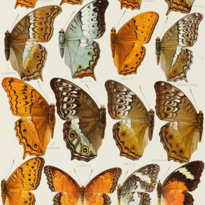 The Macrolepidoptera of the World. [A complete, fully bound set]