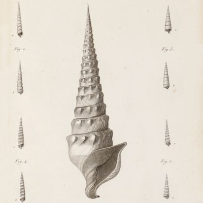 Recueil de planches des coquilles fossiles des environs de Paris avec leurs explications. On y a joint deux planches des Lymnées fossiles et autres coquilles qui les accompagnent des environs de Paris; par M. Brard. Ensemble 30 planches gravées en taille-douce.