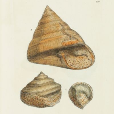 The mineral conchology of Great Britain; or coloured figures and description of those remains of testaceous animals or shells, which have been preserved at various times and depths in the Earth. Volume III. [Pars].