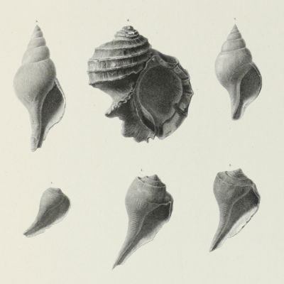 Pleiocene fossils of South-Carolina: containing descriptions and figures of the Polyparia, Echinodermata and Mollusca.