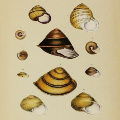 A monograph of the Australian land shells. Illustrated by XVIII plates.
