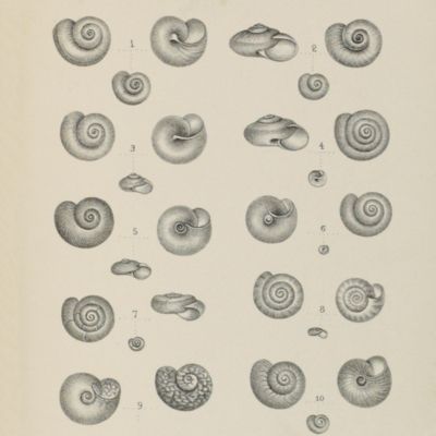 image for Collections for a monograph of Tasmanian land shells.