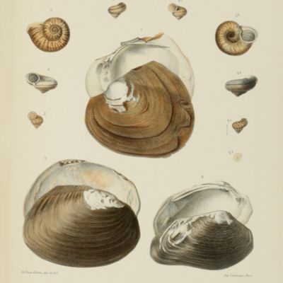 Mission Pavie Indo-Chine 1879-1895. III. Recherches sur l'histoire naturelle de l'Indo-Chine orientale. Mollusques.
