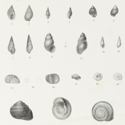 Catalogo dei molluschi raccolti dalla missione Italiana in Persia aggiuntavi la descrizione delle specie nuove o poco note.