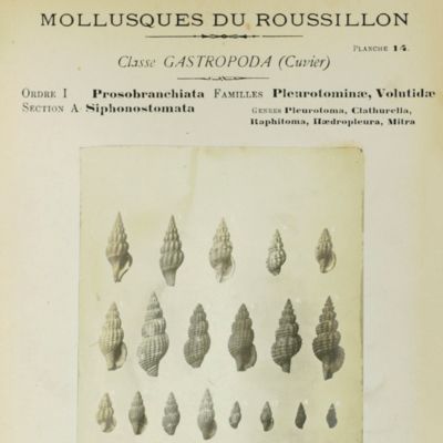 Les mollusques marins du Roussillon. Tomes I - II. [Complete].