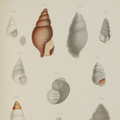 Ergebnisse der Plankton-Expedition der Humboldt-Stiftung. Die Pteropoden der Plankton-Expedition. Mit 3 Tafeln und 2 Figuren im Text. [AND] Die Gastropoden der Plankton-Expedition. Mit 22 Tafeln und 17 Figuren im Text. [AND] Die Acephalen der Plankton-Expedition. Mit zwei Tafeln und einer Karte.