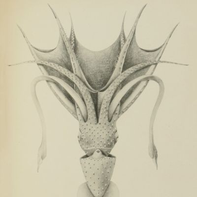 Ergebnisse der Plankton-Expedition der Humboldt-Stiftung. Die Cephalopoden der Plankton-Expedition. Zugleich eine monographische Übersicht der Oegopsiden Cephalopoden. Hierzu ein Atlas von 48 Tafeln. [The complete Cephalopoda].