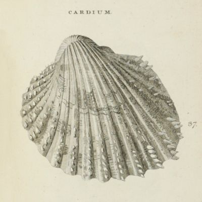 image for British Zoology. Vol. IV. Crustacea. Mollusca. Testacea.