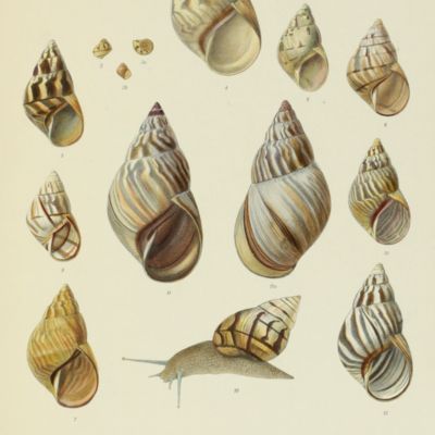 image for Biologia Centrali-Americana. Land and freshwater Mollusca.