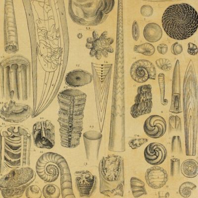 Elements of conchology, including the fossil genera and the animals. Part I. Univalves. With upwards of 500 figures. [AND]. Elements of conchology, including the fossil genera and the animals. Part II. Bivalves. Multivalves. Tubicolae.