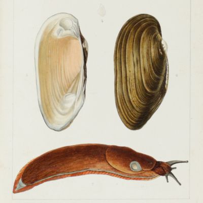 image for Tableau méthodique et descriptif des mollusques terrestres et d'eau douce de l'Agenais.