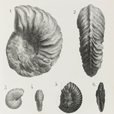Galerie des mollusques, ou catalogue méthodique, descriptif et raisonné des mollusques et coquilles du Muséum de Douai.