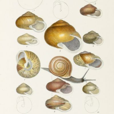 A monograph of the terrestrial Mollusca inhabiting the United States. With illustrations of all the species.