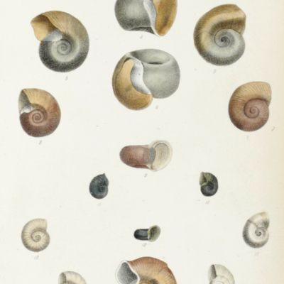 A monograph of the fresh-water univalve Mollusca of the United States. (In continuation of Prof. S. S. Haldeman's work, published under the above title). Turbidae. Physadae.