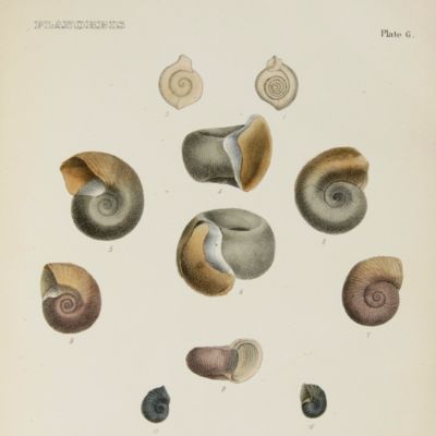 image for A monograph of the fresh-water univalve Mollusca of the United States. (In continuation of Prof. S. S. Haldeman's work, published under the above title). Turbidae. Physadae.