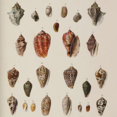 Index molluscorum, quae in itinere ad Guineam inferiorum collegit Georgius Tams Med. Dr. Accedunt novarum specierum diagnoses, Cirripedia nonnulla et X. tabulae iconum.