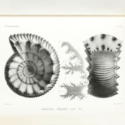 Paléontologie Française. Description des mollusques et rayonnés fossiles. Terrains Jurassiques. I. Cephalopodes. Texte, Atlas. [Complete].