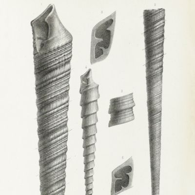 Paléontologie Française. Description des mollusques et rayonnés fossiles. Terrains Jurassiques. II. Gasteropodes. Texte, Atlas. [Complete].
