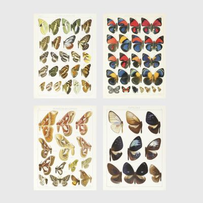 image for Die Gross-Schmetterlinge der Erde. Eine systematische Bearbeitung der Gross-Schmetterlinge der ganzen Welt. [Complete as published].