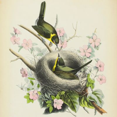 Album of the finest birds of all countries.