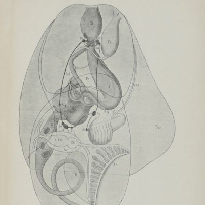 Contribution à l'étude des gastéropodes opisthobranches et en particulier des céphalaspides.