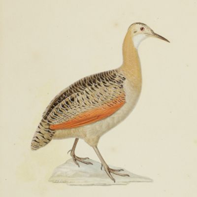 of the bird, tinamon isabelle ( <em>Tinamus rufescens</em> Temminck), or guazu.