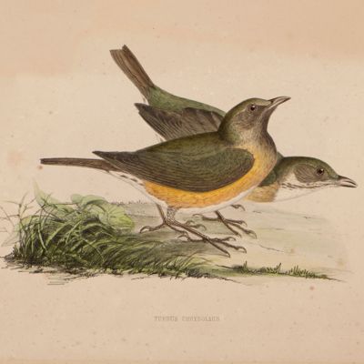 Fauna Japonica: <em>Turdus chrysolaus</em>. [brown-headed thrush].