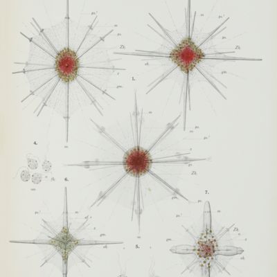 Die Acantharia des Golfes von Neapel. Fauna e Flora del Golfo di Napoli pubblicata dalla Stazione zoologica di Napoli. 37. Monografia: Acantharia.