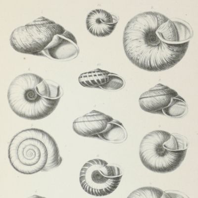 Fauna molluscorum extramarinorum Japoniae. Nach den von Professor Rein gemachten Sammlungen. [Rare complete copy].