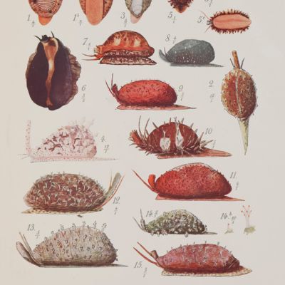 image for Recherches zoologiques et anatomiques sur les mollusques de la famille des cypraeidés. 1re partie, 2me partie. [Complete].