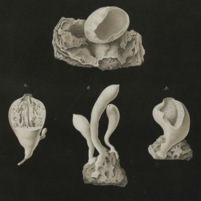 Report on the scientific results of the voyage of H.M.S. Challenger during the years 1873-76 under the command of captain George S. Nares, R.N., F.R.S. and captain Frank Tourle Thomson, R.N. prepared under the superintendence of the late Sir. C. Wyville Thomson, Knt., F.R.S., &c. and now of John Murray, F.R.S.E.. Zoology - Vol. VIII. Part XXIV. Report on the Calcarea dredged by H.M.S. Challenger, during the years 1873-76. By N. Poléjaeff, M.A., of the University of Odessa.