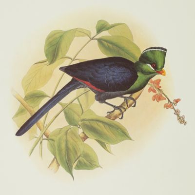 The yellow-billed turaco, <em>Musophaga macrorhyncha</em>. By John Gould.