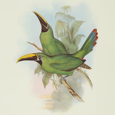 The black-throated groove-bill Toucan, <em>Aulacoramphus atrogularis</em>. By John Gould.