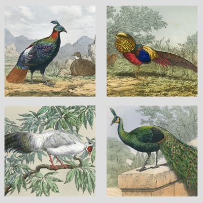 image for Illustrations zoologiques.