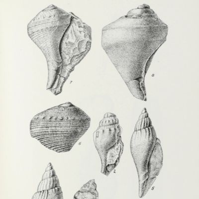 image for The University survey of Kansas. Vol. IV. Paleontology. Part 1. Upper Cretaceous.