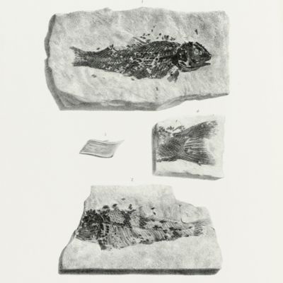 Memoirs of the Geological Survey of the United Kingdom. Figures and descriptions illustrative of British organic remains. Decades I-IX. [Large paper copies].