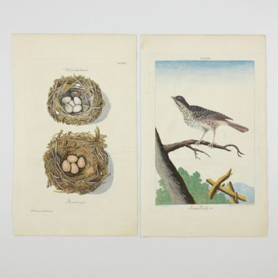 image for Tab. XXII. Kraut-Lerche. [AND] Tab. XIX. Krautvogel. [nest and eggs].