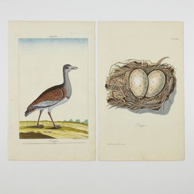 image for Tab. XXXIII. Trappe [AND] Tab. XLIII. Trappe. [Nest and eggs].