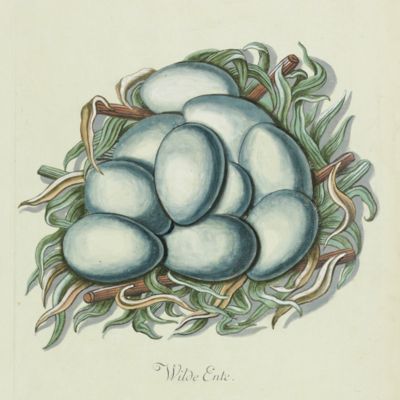 Tab. XXXVII. Wilde Ente. [Mallard. Nest and eggs].