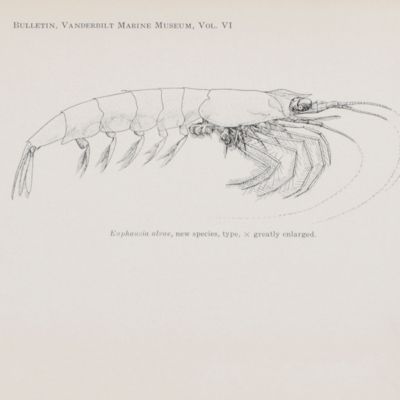 Scientific results of the World cruises of the yachts "Ara" 1928-1929, and "Alva" 1931-1932, "Alva" Mediterranean cruise 1933, and "Alva" South American cruise 1935, William K. Vanderbilt, commanding. Crustacea: Anomura, Macrura, Euphausiacea, Isopoda, Amphipoda, and Echinodermata: Asteroidea and Echinoidea.