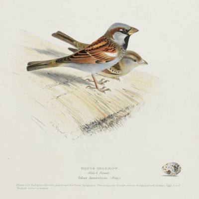 Bird plates. House sparrow, <em>Passer domesticus</em> (Ray.).