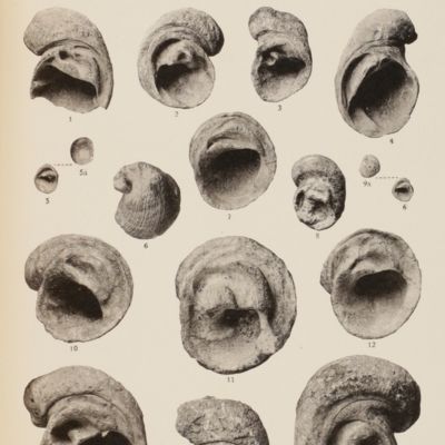 Rudistes. I. <em>Diceras</em> et <em>Heterodiceras</em>.