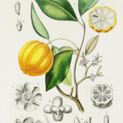 Histoire naturelle des végétaux. Phanérogames. Atlas.