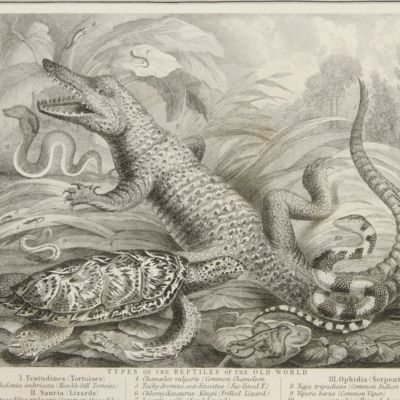 image for Zoological geography. Geographical division and distribution of Reptilia (reptiles). Drawn by Augustus Petermann.